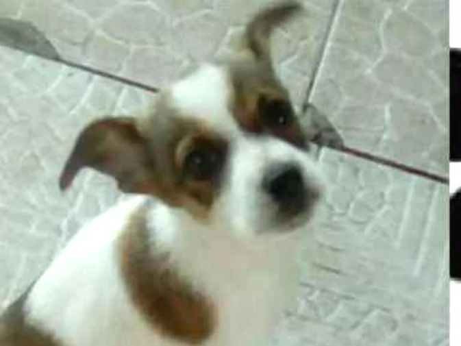 Cachorro ra a Indefenida idade 2 a 6 meses nome Betoven 