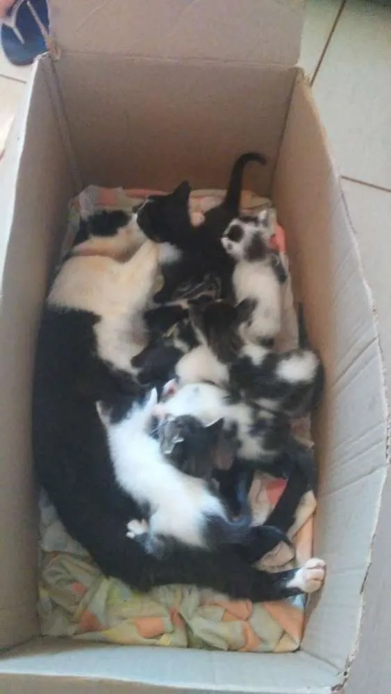 Gato raça  idade Abaixo de 2 meses nome Filhotes