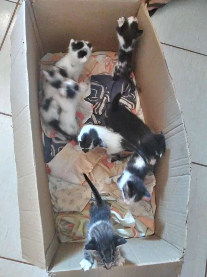 Gato raça  idade Abaixo de 2 meses nome Filhotes