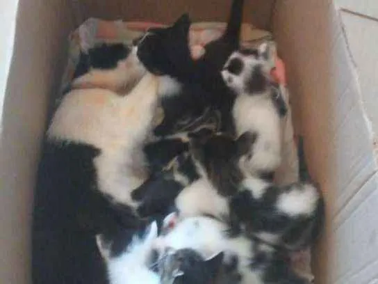Gato raça  idade Abaixo de 2 meses nome Filhotes