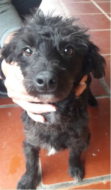 Cachorro ra a Mix Poddle idade 7 a 11 meses nome James