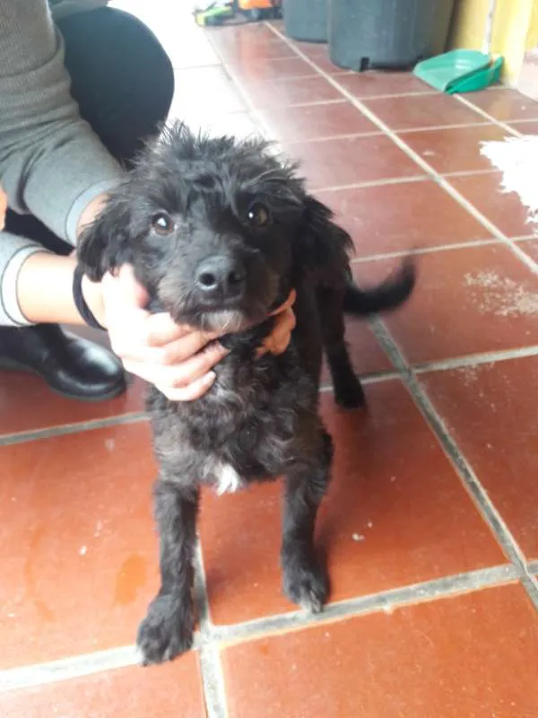Cachorro ra a Mix Poddle idade 7 a 11 meses nome James