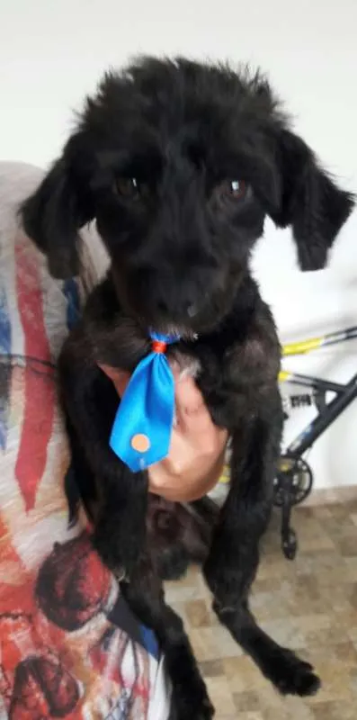 Cachorro ra a Mix Poddle idade 7 a 11 meses nome James