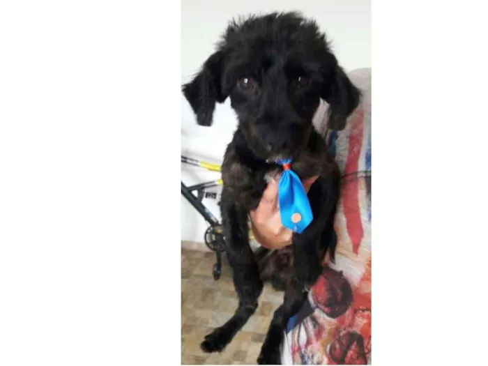 Cachorro ra a Mix Poddle idade 7 a 11 meses nome James