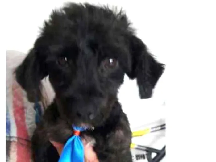Cachorro ra a Mix Poddle idade 7 a 11 meses nome James