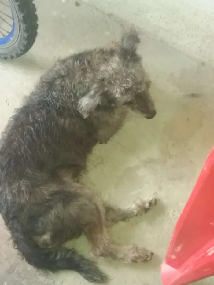 Cachorro raça Mestiça  idade 3 anos nome Nina