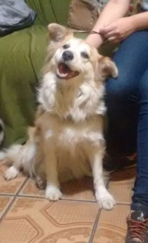 Cachorro ra a SRD idade 6 ou mais anos nome Jully