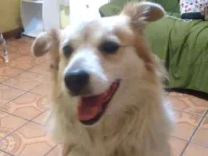 Cachorro raça SRD idade 6 ou mais anos nome Jully