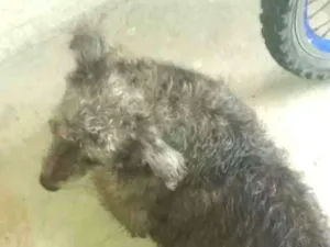 Cachorro raça Mestiça  idade 3 anos nome Nina