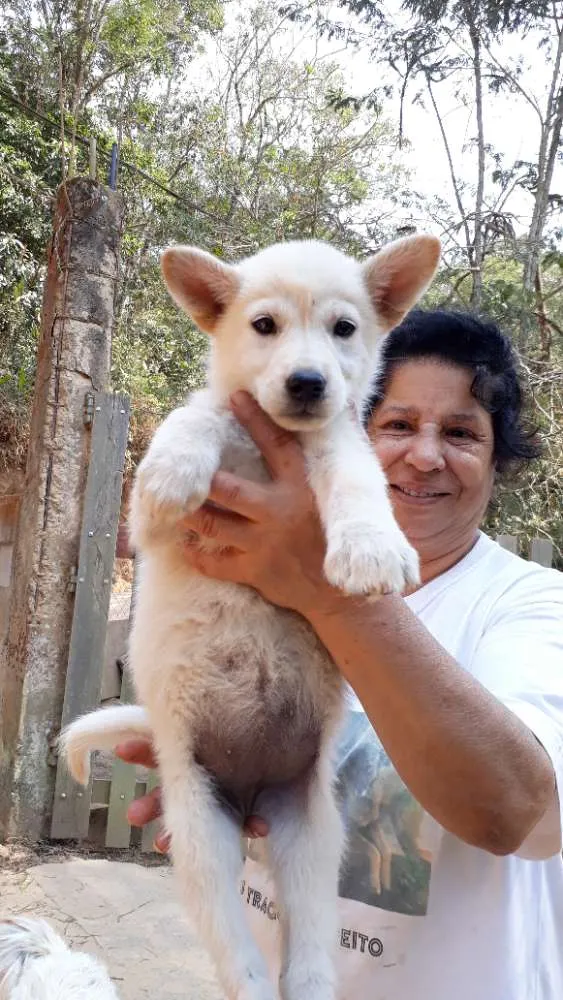 Cachorro ra a SRD idade Abaixo de 2 meses nome Penelope