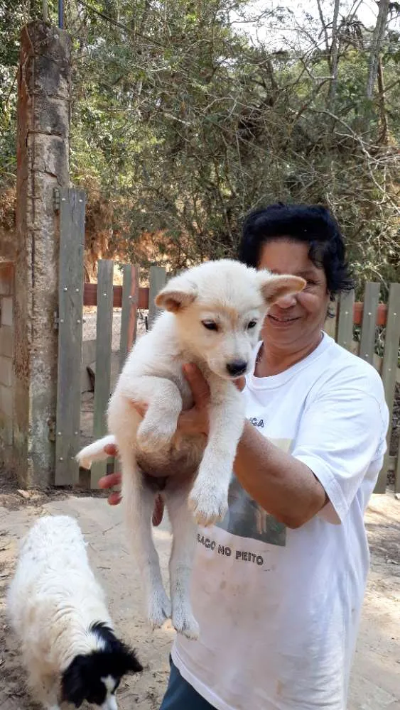 Cachorro ra a SRD idade Abaixo de 2 meses nome Penelope