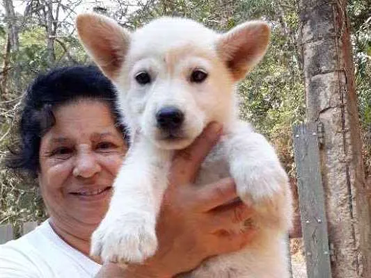 Cachorro ra a SRD idade Abaixo de 2 meses nome Penelope