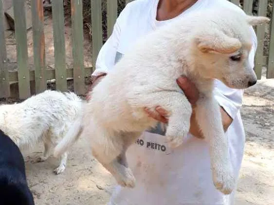 Cachorro ra a SRD idade Abaixo de 2 meses nome Penelope