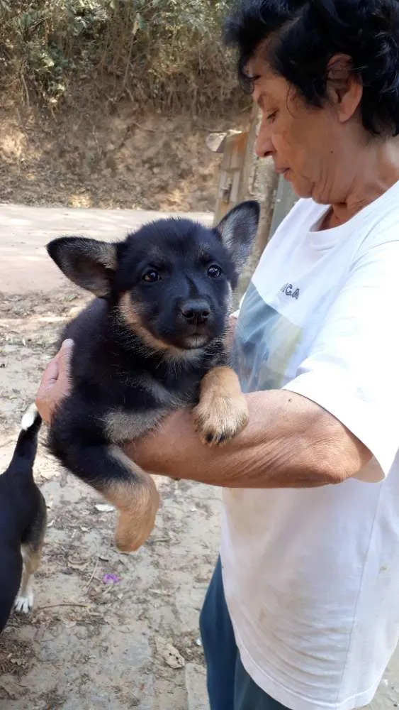 Cachorro ra a SRD idade Abaixo de 2 meses nome Cleo