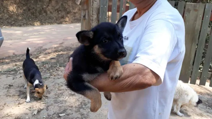 Cachorro ra a SRD idade Abaixo de 2 meses nome Cleo