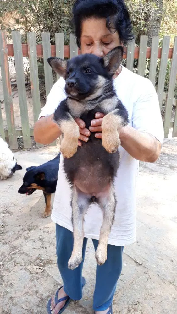 Cachorro ra a SRD idade Abaixo de 2 meses nome Cleo