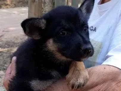 Cachorro ra a SRD idade Abaixo de 2 meses nome Cleo