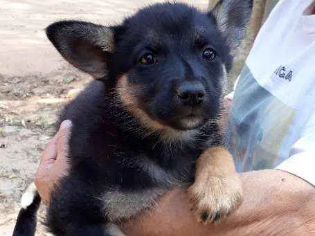 Cachorro ra a SRD idade Abaixo de 2 meses nome Cleo