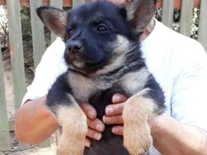 Cachorro ra a SRD idade Abaixo de 2 meses nome Cleo
