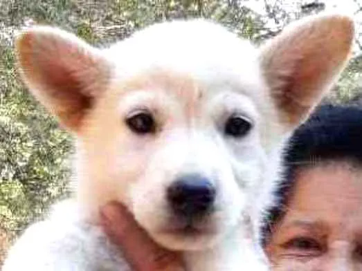 Cachorro ra a SRD idade Abaixo de 2 meses nome Penelope