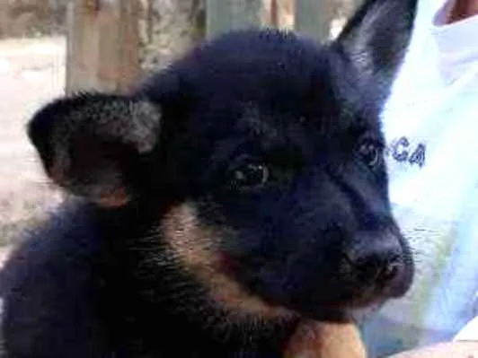 Cachorro ra a SRD idade Abaixo de 2 meses nome Cleo