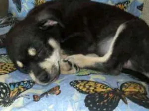 Cachorro raça Vira lata idade 2 a 6 meses nome Pitoco junior