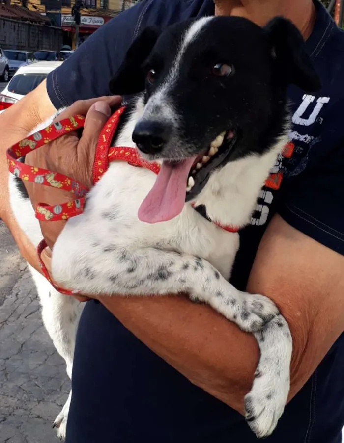 Cachorro ra a SRD idade 1 ano nome Layla