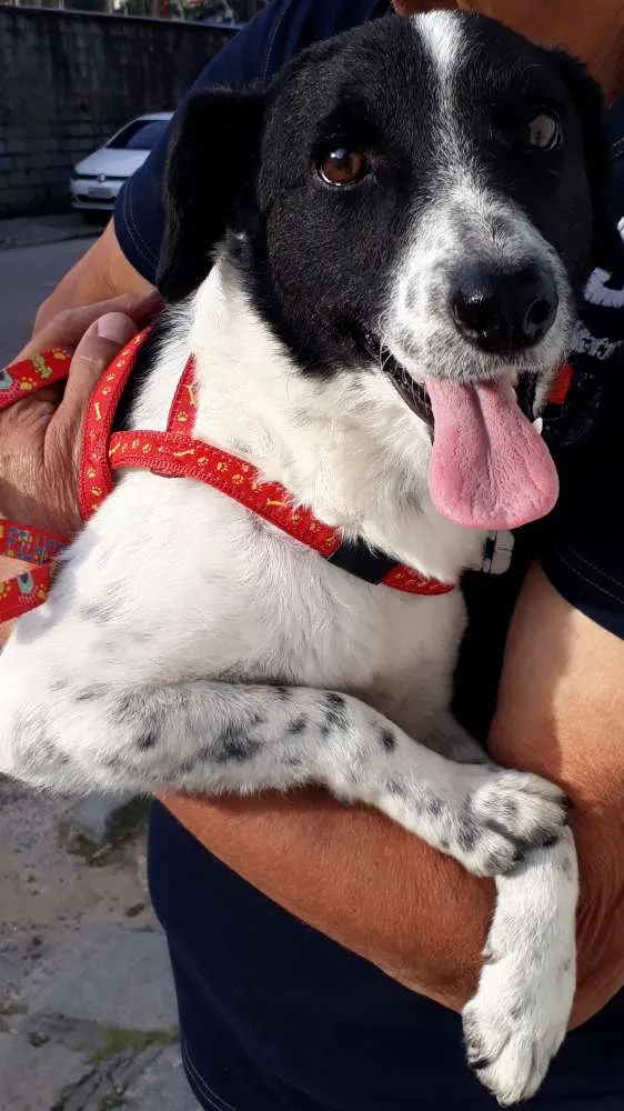 Cachorro ra a SRD idade 1 ano nome Layla