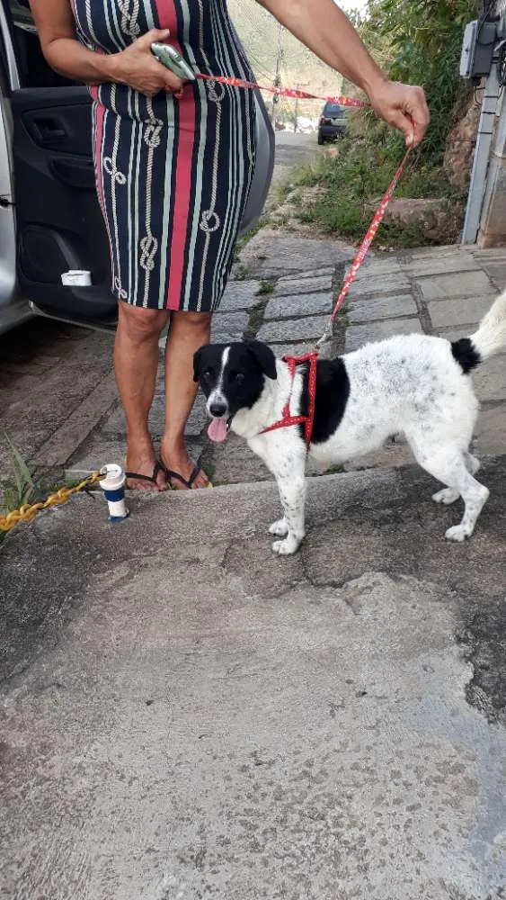 Cachorro ra a SRD idade 1 ano nome Layla