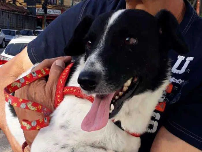 Cachorro ra a SRD idade 1 ano nome Layla