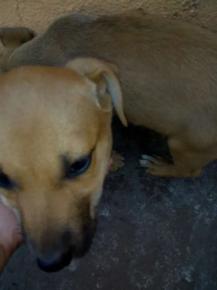 Cachorro ra a Sem raça definida idade Abaixo de 2 meses nome Ainda não tem