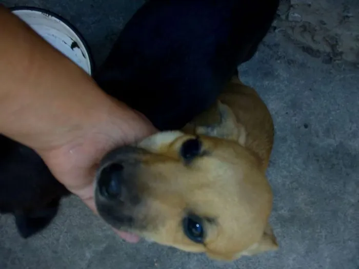 Cachorro ra a Sem raça definida idade Abaixo de 2 meses nome Ainda não tem