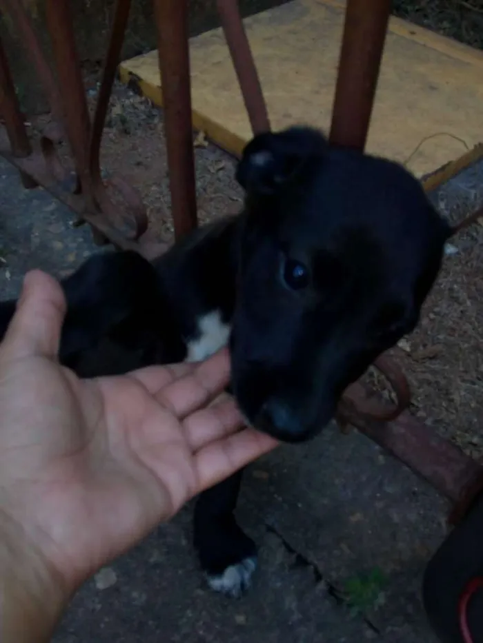 Cachorro ra a Sem raça definida idade Abaixo de 2 meses nome Ainda não tem