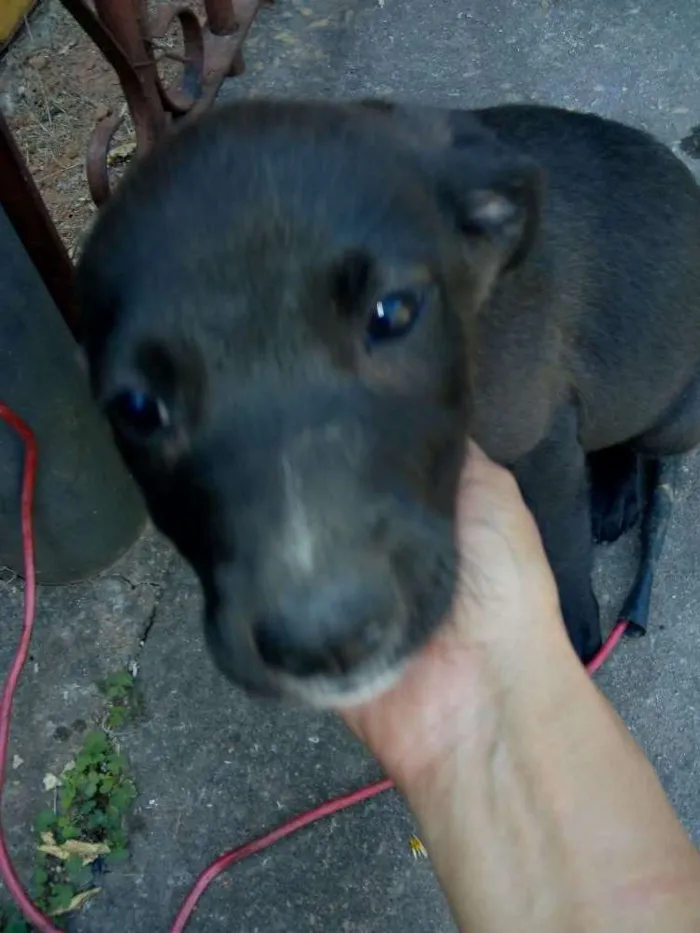 Cachorro ra a Sem raça definida idade Abaixo de 2 meses nome Ainda não tem