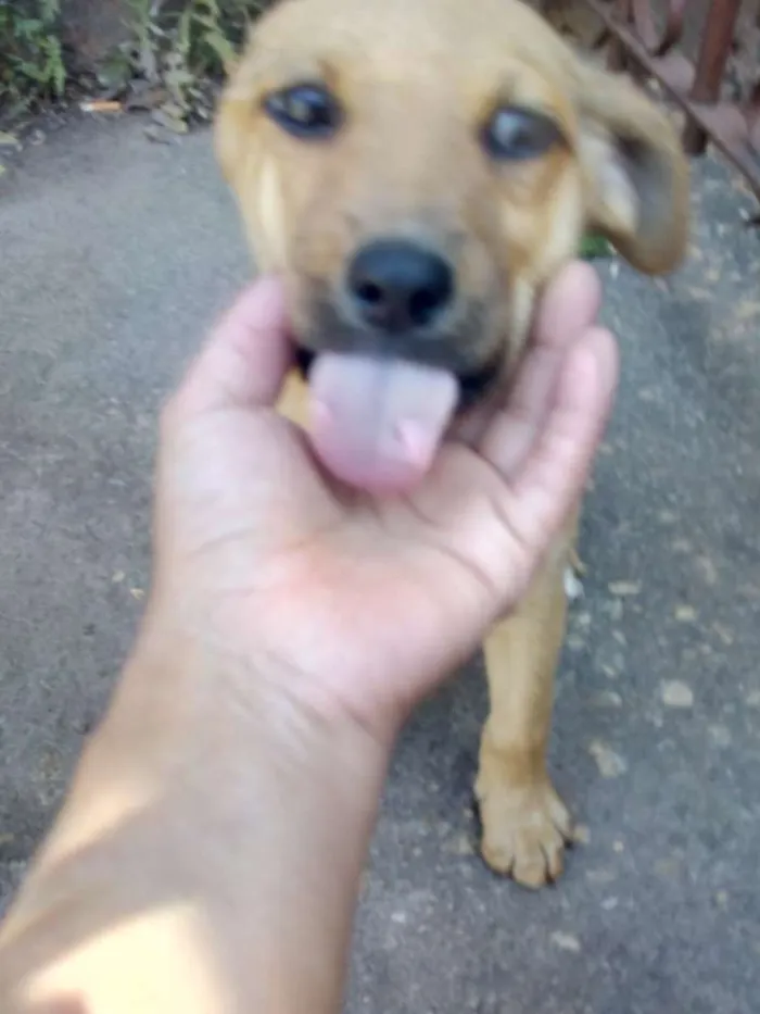 Cachorro ra a Sem raça definida idade Abaixo de 2 meses nome Ainda não tem