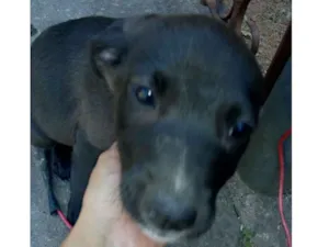 Cachorro raça Sem raça definida idade Abaixo de 2 meses nome Ainda não tem