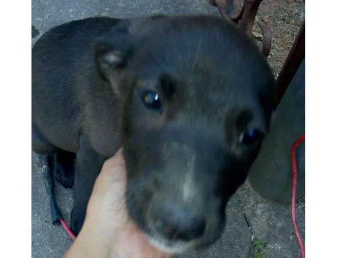 Cachorro ra a Sem raça definida idade Abaixo de 2 meses nome Ainda não tem