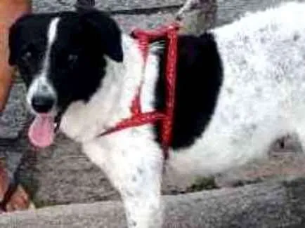 Cachorro ra a SRD idade 1 ano nome Layla