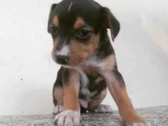 Cachorro ra a Vira lata idade Abaixo de 2 meses nome Sem nome