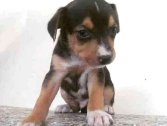 Cachorro ra a Vira lata idade Abaixo de 2 meses nome Sem nome