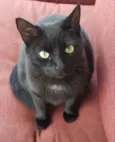 Tom 