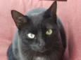 Tom 