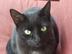 Gato raça SRD idade 2 a 6 meses nome Tom 
