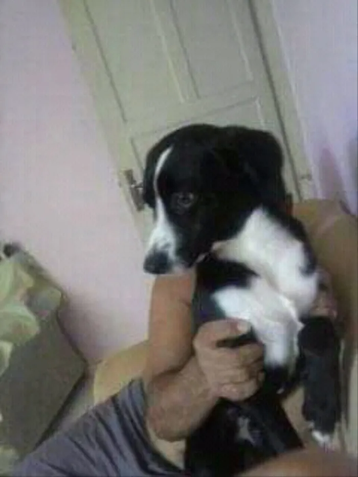 Cachorro ra a Srd  idade 1 ano nome Pedrinho adoção 