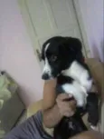 Pedrinho adoção