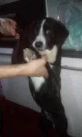 Pedrinho adoção