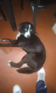 Pedrinho adoção