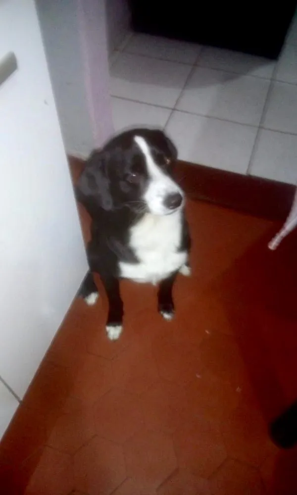 Cachorro ra a Srd  idade 1 ano nome Pedrinho adoção 