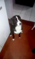 Pedrinho adoção