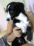 Pedrinho adoção 